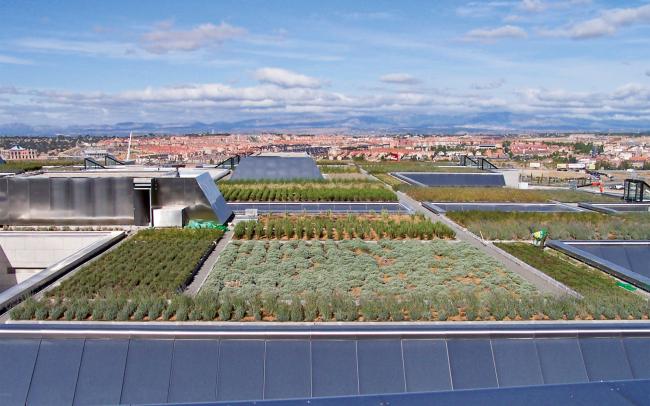 Large vegetated green roof